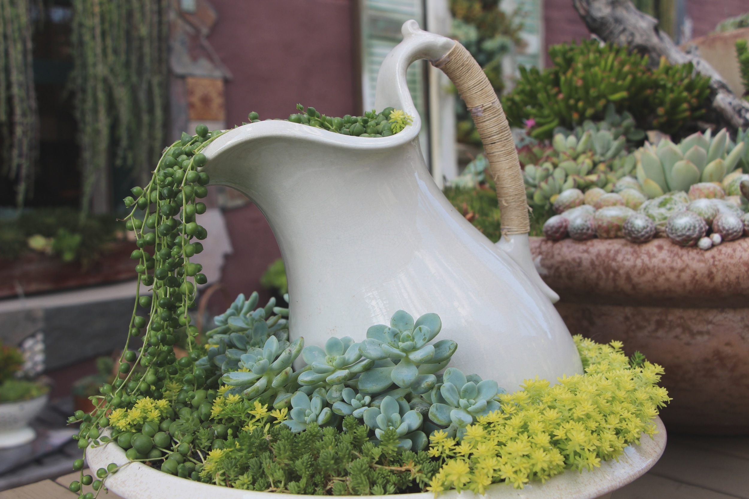 Succulent Cafe Oceanside via Needles + Leaves&nbsp;